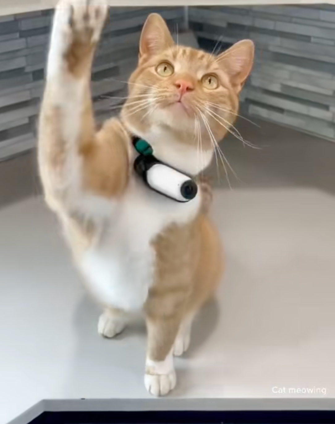 PawCam™ Pet Collar Camera